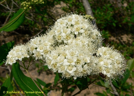 {Spiraea virginiana}